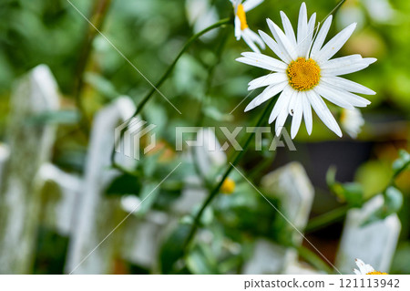 A view of a bloomed long common daisy flower with steam and yellow in the center. A close-up view of white daisies flowers with long stem leaves. Beautiful white flowers shined in the sunlight. A view of a bloomed long common daisy flower with steam and yellow in the center. A close-up view of white daisies flowers with long stem leaves. Beautiful white flowers shined in the sunlight. 121113942