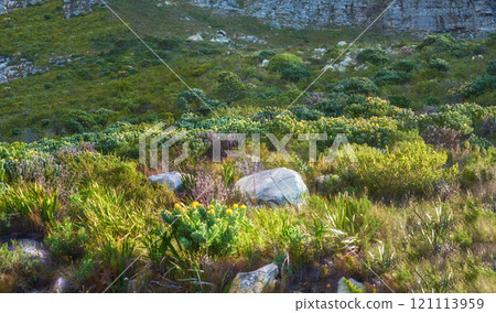 Copyspace with scenic landscape view of grass, bushes and shrubs growing in a remote hiking trail of Table Mountain in Cape Town, South Africa. Lush green vegetation growing on a nature reserve 121113959