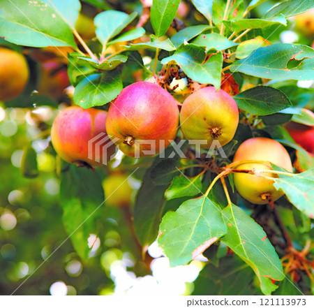 Copy space with apples growing in a sunny orchard outdoors. Closeup of a fresh bunch of raw fruit being cultivated and harvested from trees in a garden. Organic produce ready to be picked from plants Copy space with apples growing in a sunny orchard outdoors. Closeup of a fresh bunch of raw fruit being cultivated and harvested from trees in a garden. Organic produce ready to be picked from plants 121113973