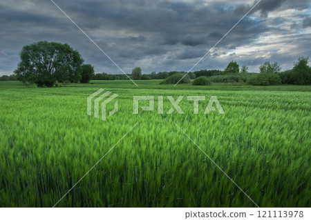 Cloudy sky over a green barley field Cloudy sky over a green barley field 121113978