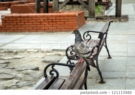A dirty pigeon sits on a bench in the city 121113980