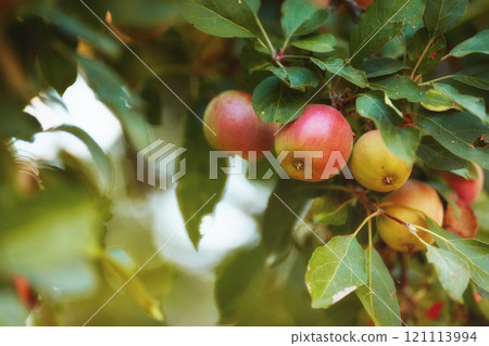 Closeup of ripe red apples growing on a branch on an orchard farm during the day with bokeh. Bunch of fresh, delicious fruit ready for picking and harvest. Growing sustainable and healthy snacks 121113994