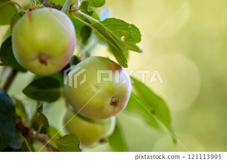 Copy space with a closeup of raw green apples on a tree in an orchard on a sunny day. Fresh and organic grown apples on a branch with leaves on a sustainable fruit farm. Ripe and ready for harvest. Copy space with a closeup of raw green apples on a tree in an orchard on a sunny day. Fresh and organic grown apples on a branch with leaves on a sustainable fruit farm. Ripe and ready for harvest. 121113995