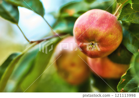Closeup of red apples on a tree in an orchard outside in summer. Organic and sustainable fruit farming, produce grown on the farm. Agriculture background with copy space. Ripe and ready to harvest Closeup of red apples on a tree in an orchard outside in summer. Organic and sustainable fruit farming, produce grown on the farm. Agriculture background with copy space. Ripe and ready to harvest 121113998