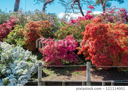 館林市杜鵑之丘公園的杜鵑花 121114001