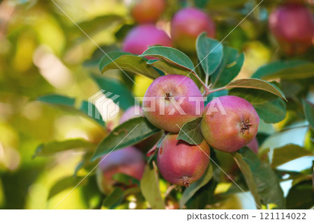 Apples. Closeup of ripe red apples hanging from an apple tree branch in an orchard farm with bokeh. Textured detail of fresh fruit ready for picking and harvest. Growing healthy snack on remote land. 121114022