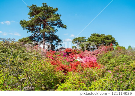 Azaleas at Tsutsujigaoka Park in Tatebayashi City 121114029