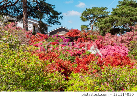 Azaleas at Tsutsujigaoka Park in Tatebayashi City 121114030