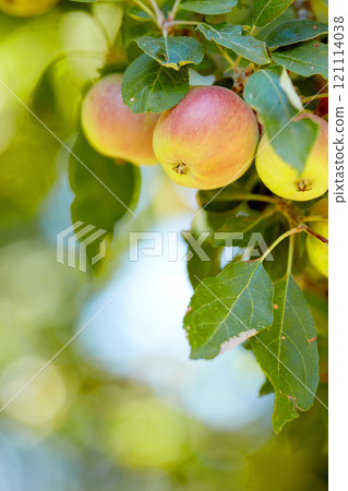 Closeup of red and yellow apples growing on a tree branch in summer with copyspace. Fruit hanging from an orchard farm tree with bokeh and copy space. Sustainable organic agriculture in countryside 121114038