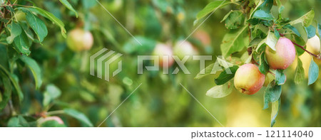 Bunch of apples on a tree branch in an orchard on a sunny day outdoors. Closeup of fresh, sweet, and organic produce grown on a sustainable fruit farm. Ripe, juicy, and ready for picking and harvest 121114040