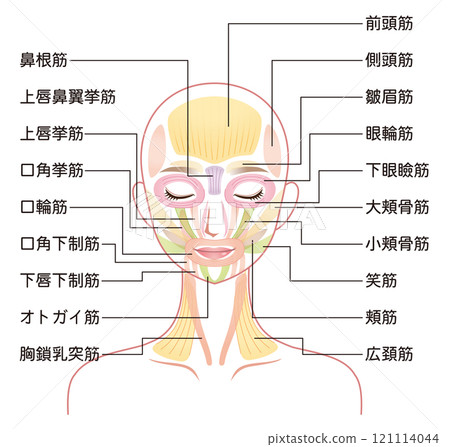 臉部肌肉結構 美容臉部肌肉 121114044