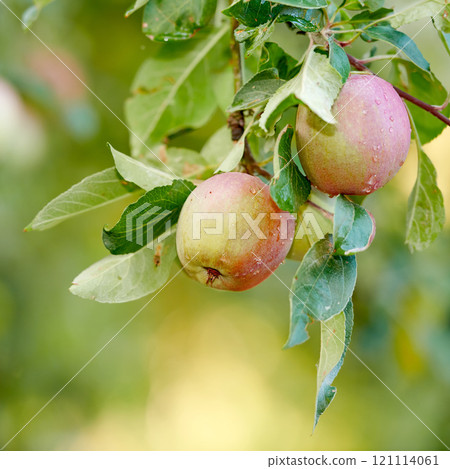 Closeup of red apples ripening on an apple tree stem branch on orchard farm in remote countryside with bokeh. Growing fresh, healthy snack fruit for nutrition and vitamins on a sustainable farm Closeup of red apples ripening on an apple tree stem branch on orchard farm in remote countryside with bokeh. Growing fresh, healthy snack fruit for nutrition and vitamins on a sustainable farm 121114061