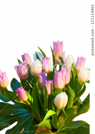 Beautiful bouquet of tulip flowers growing in a vase against a white background. Pink tulips on display in a vessel against a dark setup. Arrangement of pretty flowering plants displayed in a holder Beautiful bouquet of tulip flowers growing in a vase against a white background. Pink tulips on display in a vessel against a dark setup. Arrangement of pretty flowering plants displayed in a holder 121114062
