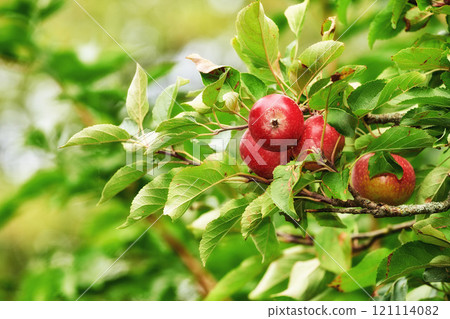 Copy space with red apples growing on trees in an orchard outdoors. Closeup of a fresh bunch of raw fruit being cultivated and harvested in a garden. Organic and delicious produce ready to be picked 121114082