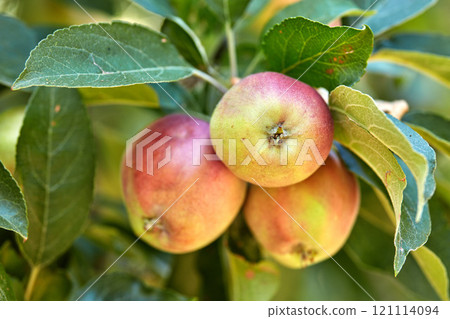 Closeup of fresh and ripe red apples growing on trees for harvest in a sustainable orchard outdoors on a sunny day. Juicy, nutritious and ripe produce growing in seasonal on an organic fruit farm 121114094