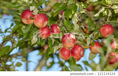 Red apples hanging from the stem on trees in a sunny orchard outside. Closeup of fresh bunch of raw fruit being cultivated in a bright garden. Organic produce ready to be harvested in an apple grove 121114124
