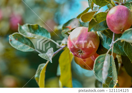 Closeup of ripe red apples on a tree with copy space. Organic, healthy fruit growing on an orchard tree branch on a sustainable farm. Details of ripened nutrition fresh produce ready for harvesting Closeup of ripe red apples on a tree with copy space. Organic, healthy fruit growing on an orchard tree branch on a sustainable farm. Details of ripened nutrition fresh produce ready for harvesting 121114125