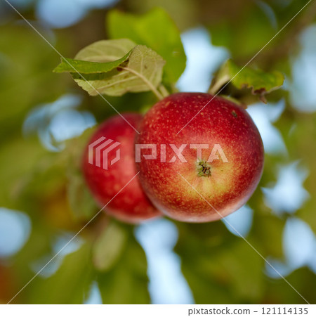Fresh red apples growing on a fruit tree on a summer day outdoors. Healthy organic produce hanging on a lush green branch during spring. Tasty crops ready for harvest outside in nature on a farm Fresh red apples growing on a fruit tree on a summer day outdoors. Healthy organic produce hanging on a lush green branch during spring. Tasty crops ready for harvest outside in nature on a farm 121114135