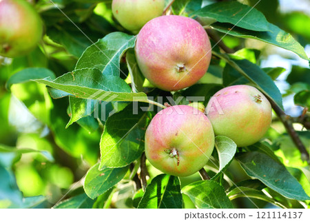 Fuji red and green apples growing on a tree in a sustainable orchard on a sunny day outside. Ripe and juicy fruit cultivated for harvest. Fresh and organic produce growing in a thriving green garden Fuji red and green apples growing on a tree in a sustainable orchard on a sunny day outside. Ripe and juicy fruit cultivated for harvest. Fresh and organic produce growing in a thriving green garden 121114137