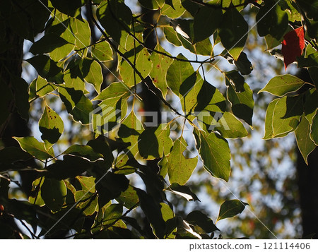 Camphor tree leaves in the sunlight (Camphor tree branches and leaves bathed in the morning sun) Camphor tree leaves in the sunlight (Camphor tree branches and leaves bathed in the morning sun) 121114406