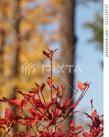 Enkianthus campanulatus with autumn leaves and winter buds (lighthouse azalea in front of the ginkgo tree line) Enkianthus campanulatus with autumn leaves and winter buds (lighthouse azalea in front of the ginkgo tree line) 121114557