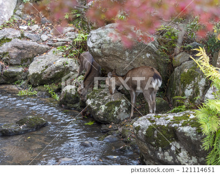 Fawns and autumn leaves at Yoshiki River in Nara Park Fawns and autumn leaves at Yoshiki River in Nara Park 121114651