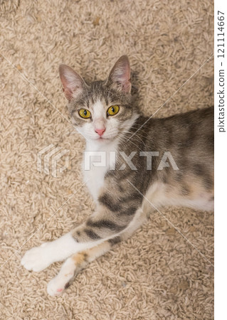 Curious shorthair striped cat pet at home Curious shorthair striped cat pet at home 121114667