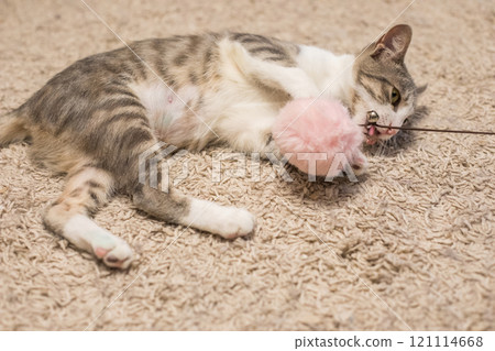 Domestic cat pet playing with toy on floor indoor Domestic cat pet playing with toy on floor indoor 121114668