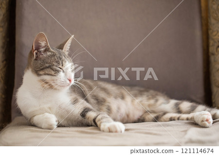 Lazy tabby cat sleeping peacefully indoors 121114674