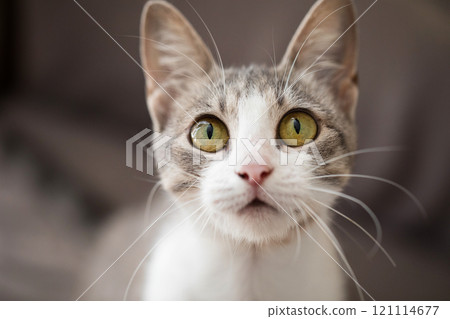 Domestic cat with yellow eyes portrait 121114677