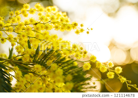 Close-up of a silver wattle tree branch with yellow mimosa spring flowers  121114678