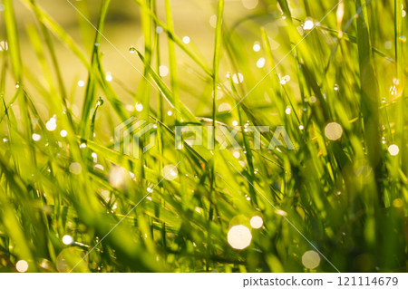 Beautiful Nature Background. Dew Drops on Green Grass 121114679