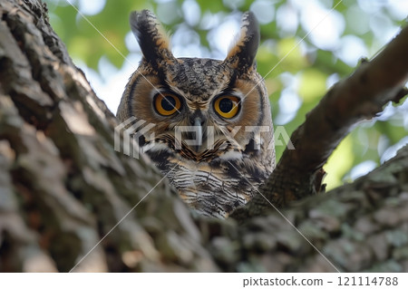 Close-up of a majestic owl perched on a tree, showcasing its striking eyes and feathers. 121114788