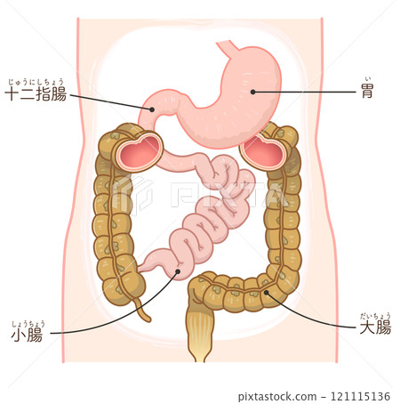 大腸、小腸、胃、十二指腸、胃腸道 121115136