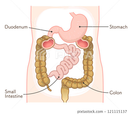 大腸、小腸、胃、十二指腸、胃腸道 121115137