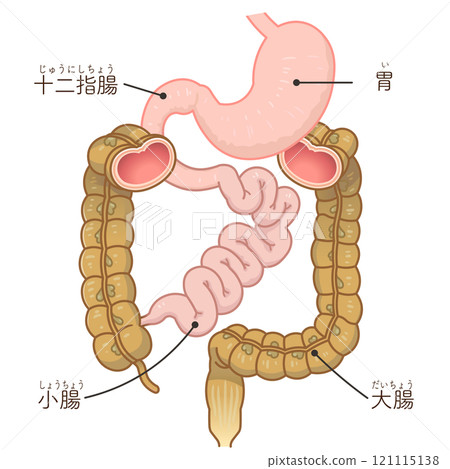 Large intestine, small intestine, stomach, duodenum, gastrointestinal 121115138