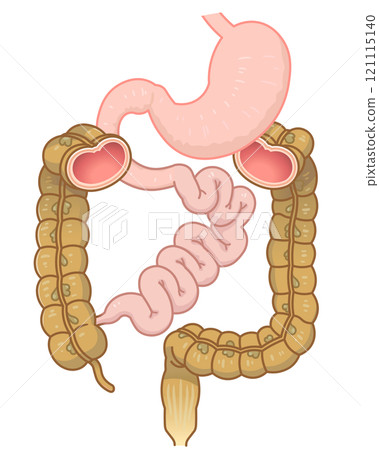 Large intestine, small intestine, stomach, duodenum, gastrointestinal 121115140