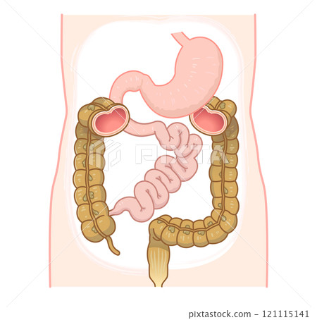 Large intestine, small intestine, stomach, duodenum, gastrointestinal 121115141
