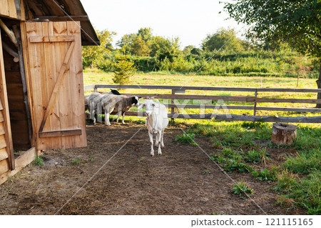 Peaceful farm scene featuring a white goat and sheep near a wooden shed with a grassy field in the background. Perfect for rural and agricultural themes Peaceful farm scene featuring a white goat and sheep near a wooden shed with a grassy field in the background. Perfect for rural and agricultural themes 121115165