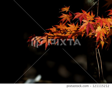 朱紅色和橙色的楓樹沐浴在透過樹林的陽光中（山內神社長頭屋附近的棕櫚樹，秋葉茂盛） 121115212