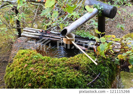 京都市大原之鄉寶泉院銀行園區長滿苔蘚的地面 121115266