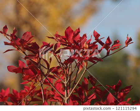 Enkianthus campanulatus bathed in morning sunlight (lighthouse azalea with autumn leaves and winter buds) Enkianthus campanulatus bathed in morning sunlight (lighthouse azalea with autumn leaves and winter buds) 121115294