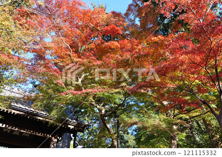 Autumn leaves at Engakuji Temple, Kita-Kamakura 121115332