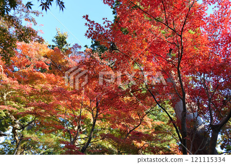 北鎌倉圓覺寺的秋葉 121115334