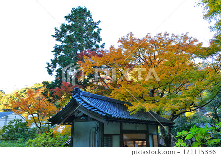 Autumn leaves at Meigetsu-in Temple, Kita-Kamakura 121115336