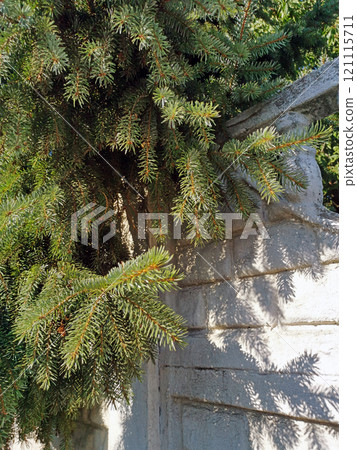 The branches of a fir tree hang from a tree against the background of a fence. The Christmas tree. Branches on a white hedge. Plants and crop production, landscape and design 121115711