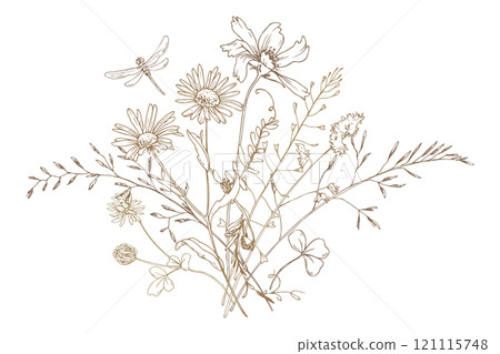 Field, meadow, wild flowers and herbs clover, chamomile and butterfly with bumblebee. Line art is a simple hand-drawn illustration in beige, ochre, brown ink. Bouquet flowers vector EPS Field, meadow, wild flowers and herbs clover, chamomile and butterfly with bumblebee. Line art is a simple hand-drawn illustration in beige, ochre, brown ink. Bouquet flowers vector EPS 121115748