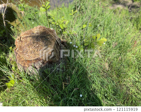 Landscape with stump 121115919