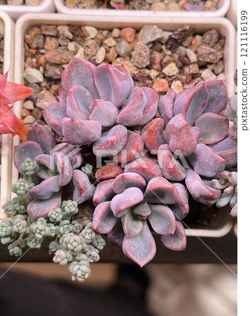 Bright pink Echeveria Cupid succulent rosettes close-up 121116199