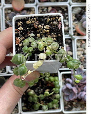 Green senecio rowleyanus variegated in pot against succulent flower plant background 121116200